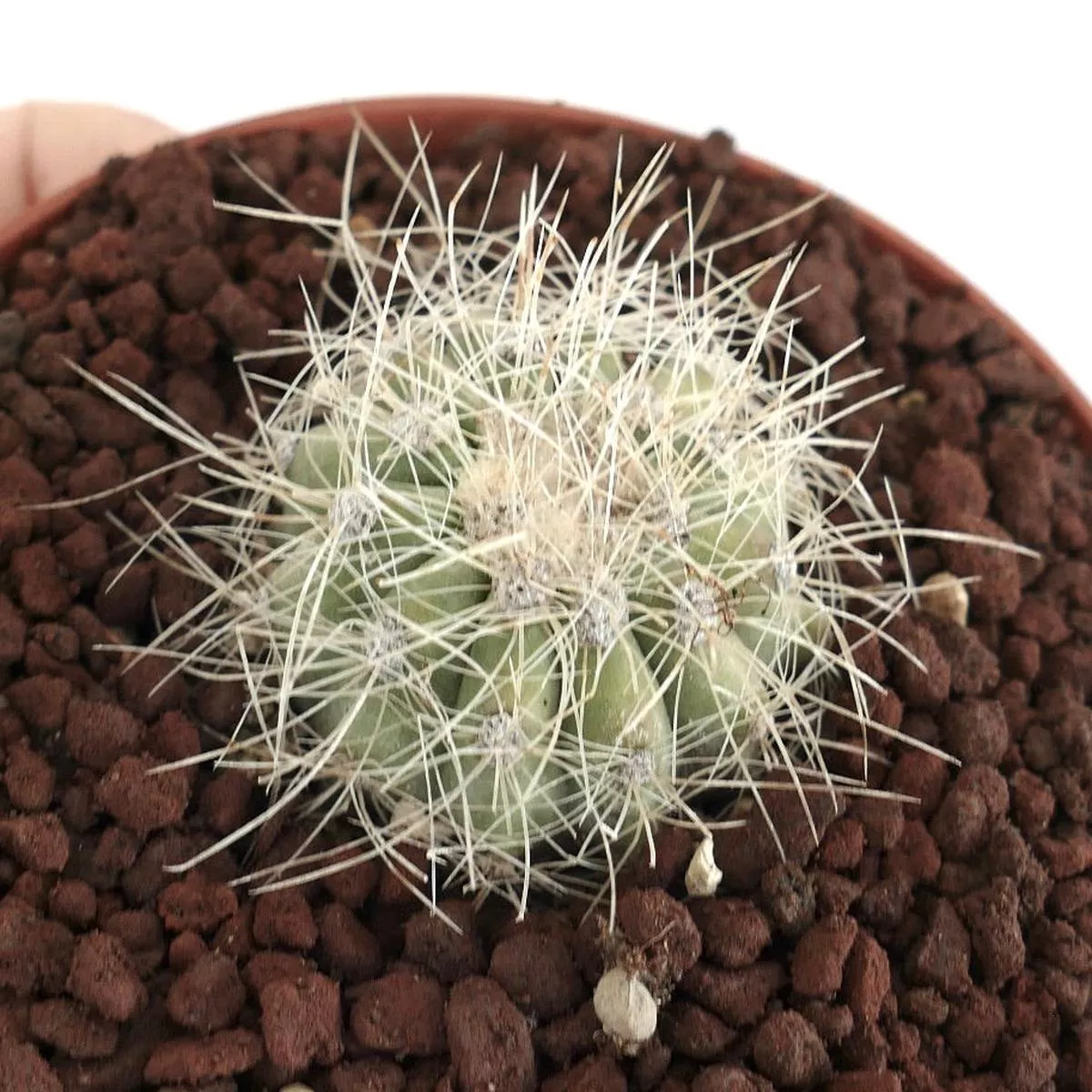 Copiapoa krainziana SELECTED C124