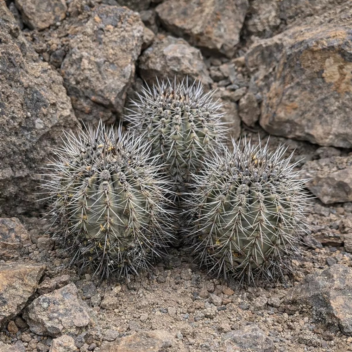Copiapoa leonensis SEEDS