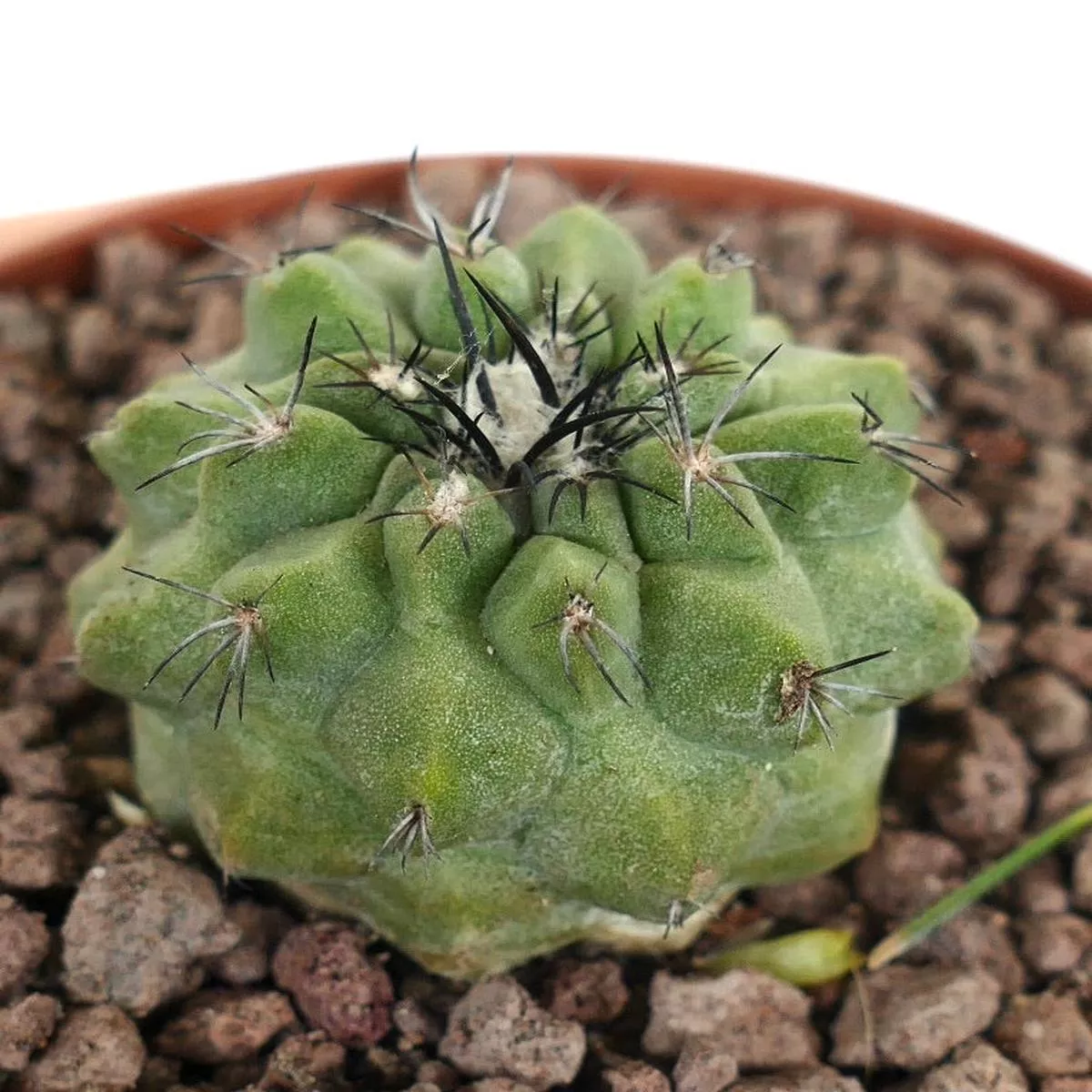 Copiapoa leonensis X Copiapos hypogaea