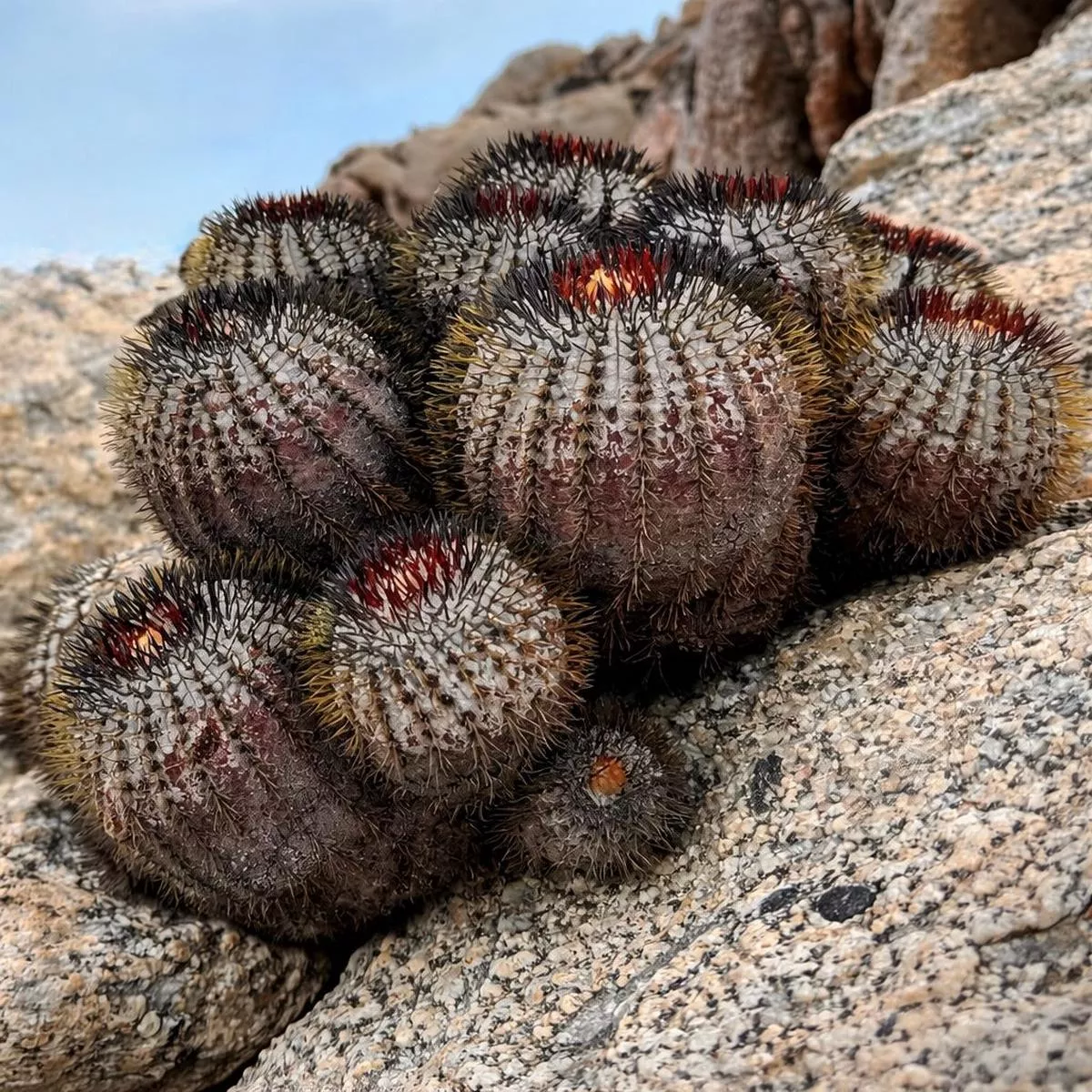 Copiapoa longistaminea SEEDS