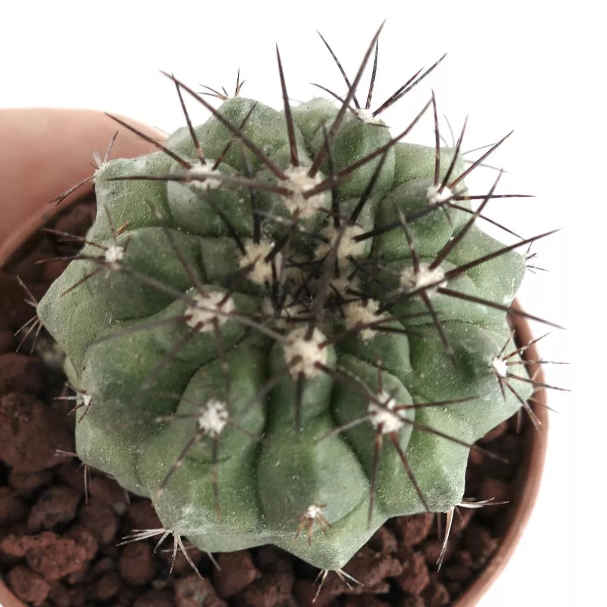 Copiapoa longistaminea SELECTED SEEDLING