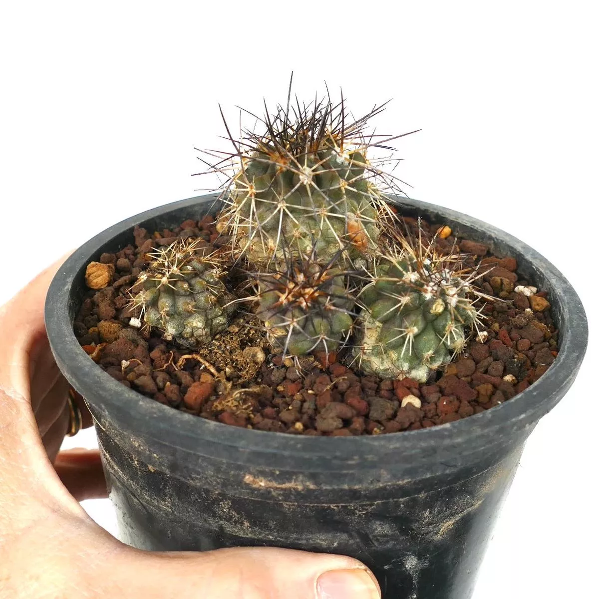 Copiapoa olivana CLUSTER