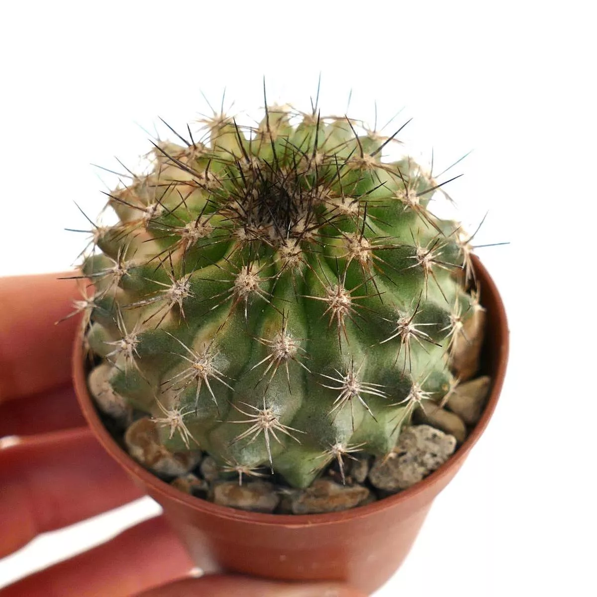 Copiapoa olivana H3333