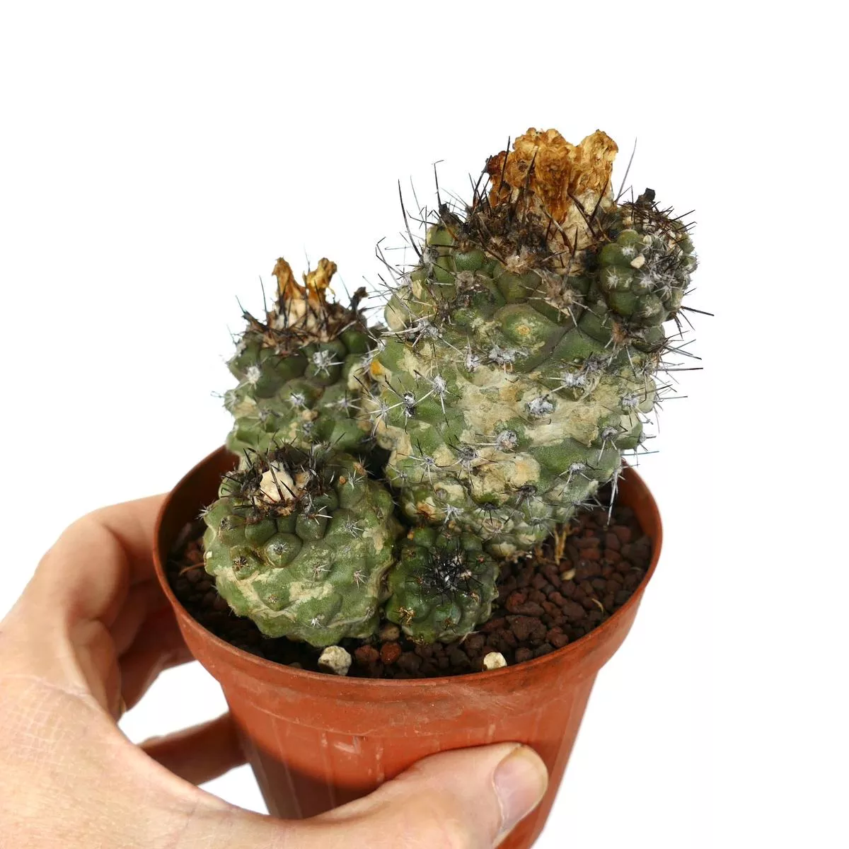 Copiapoa oliviana CLUSTER