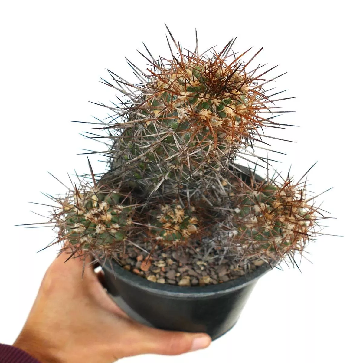 Copiapoa pendulina R9LK