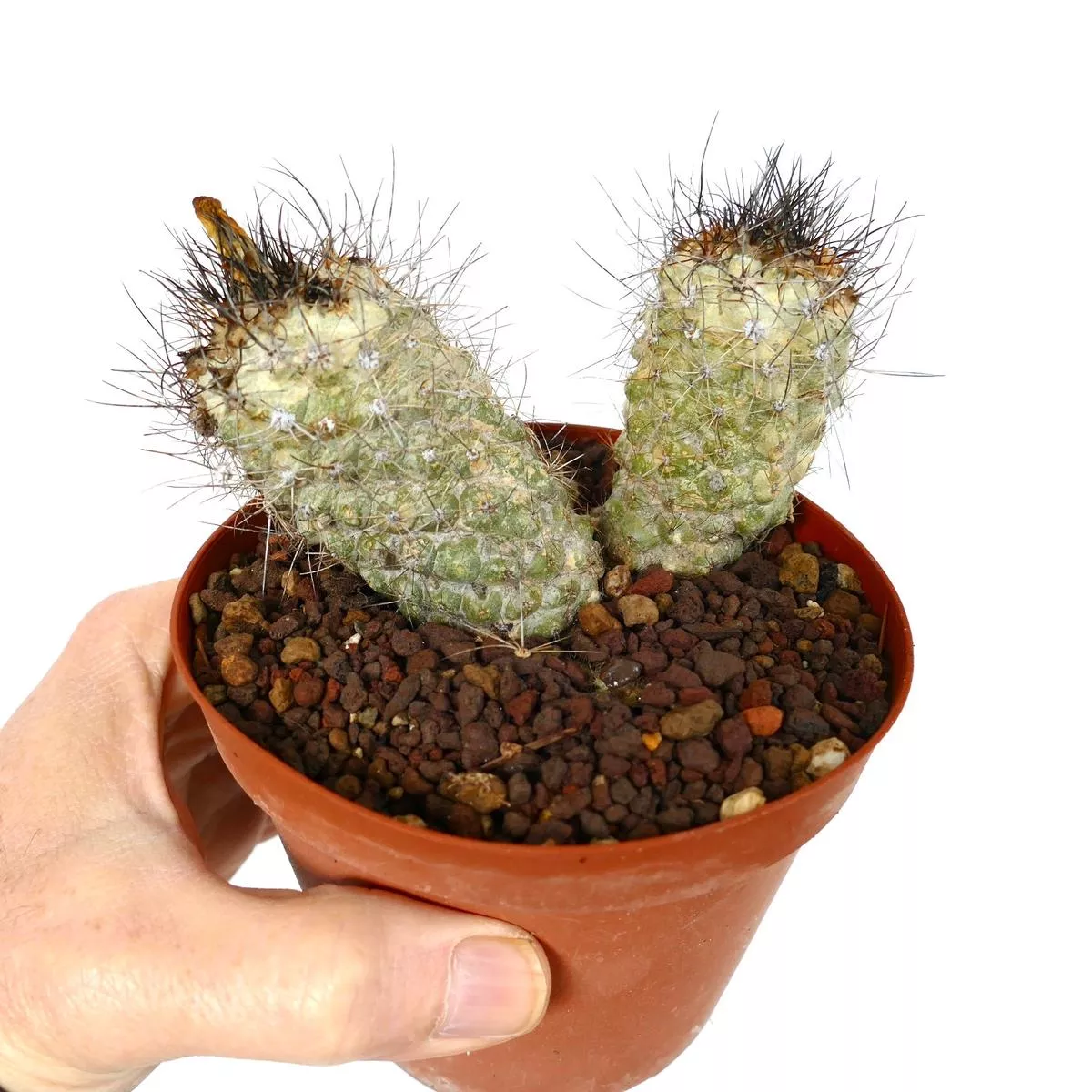 Copiapoa rarissima 2 HEADS