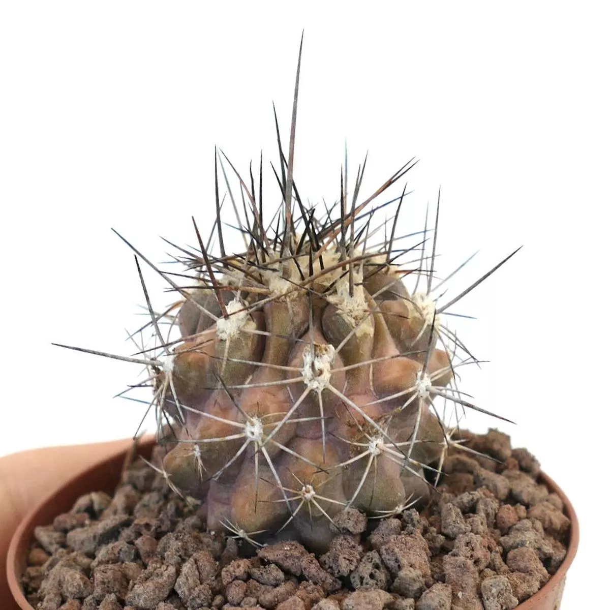 Copiapoa rupestris
