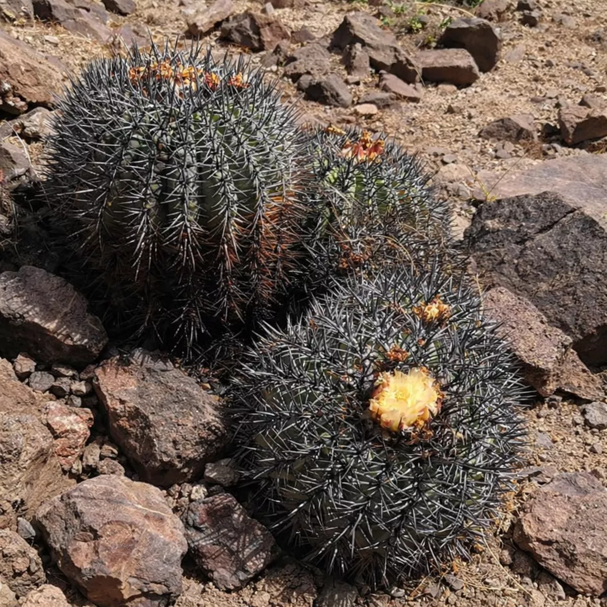 Copiapoa schulziana SEEDS