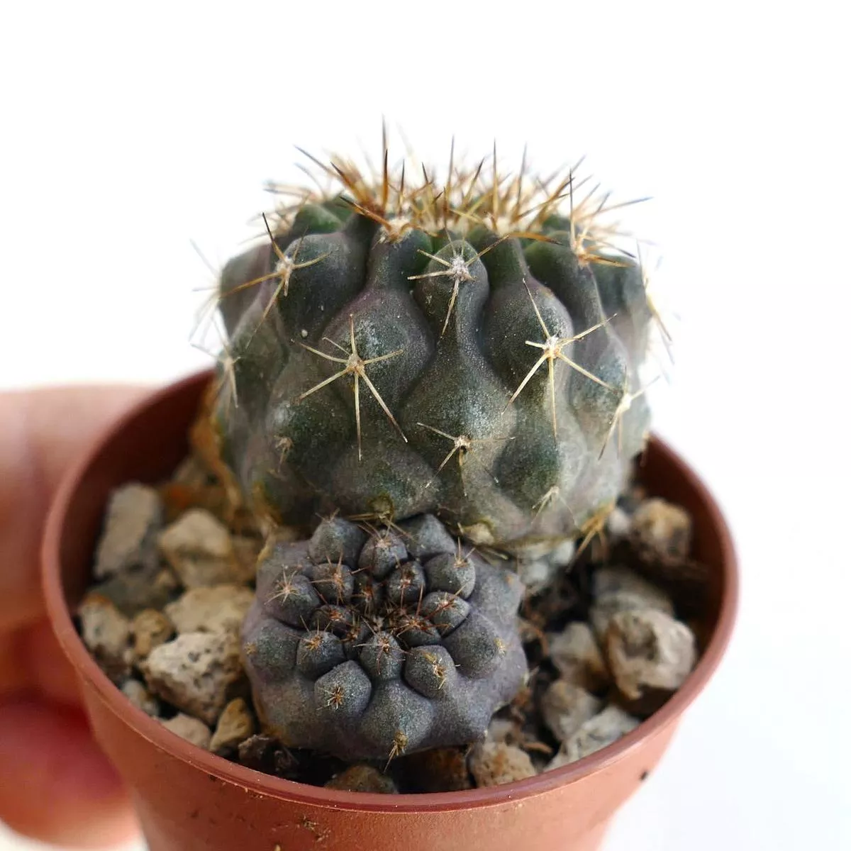 Copiapoa serpentisulcata 2 seedlings 2020FF