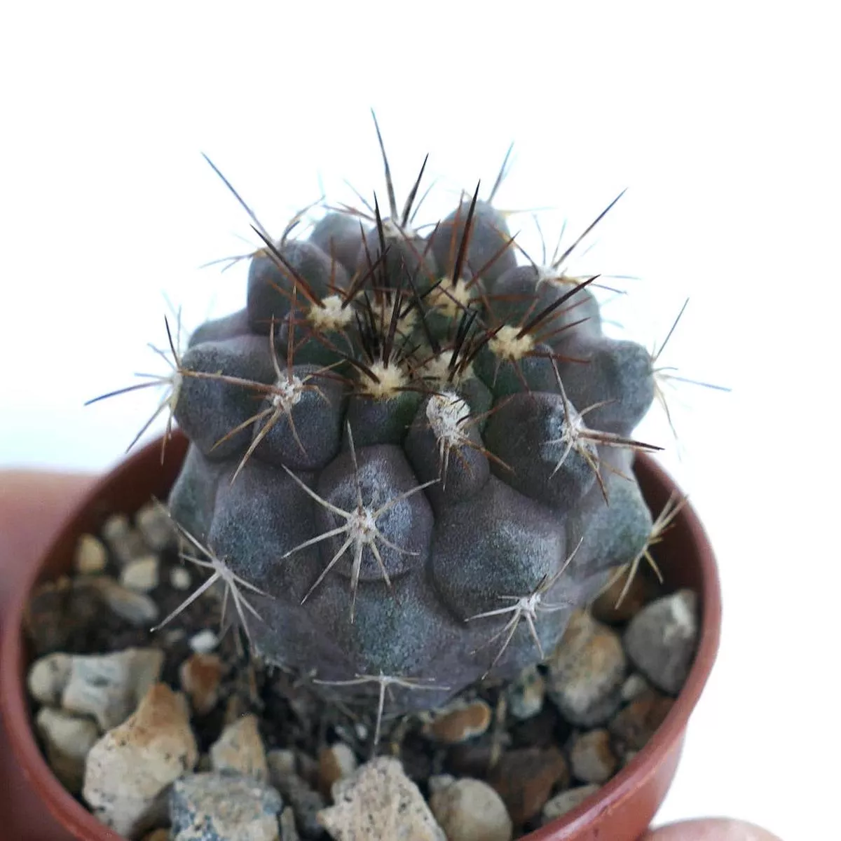 Copiapoa serpentisulcata 40B77