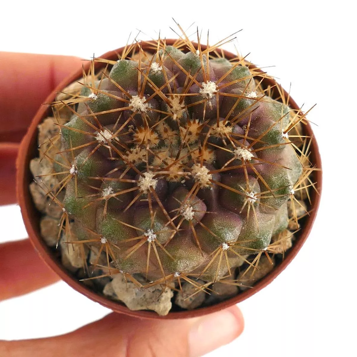 Copiapoa serpentisulcata 61E77
