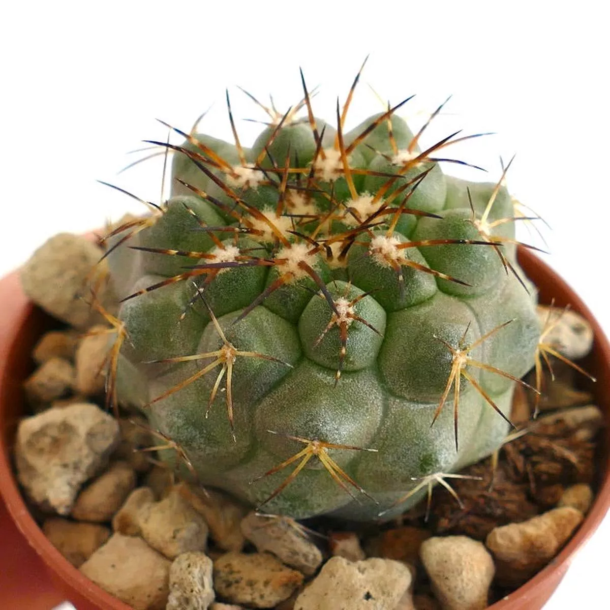 Copiapoa serpentisulcata A08