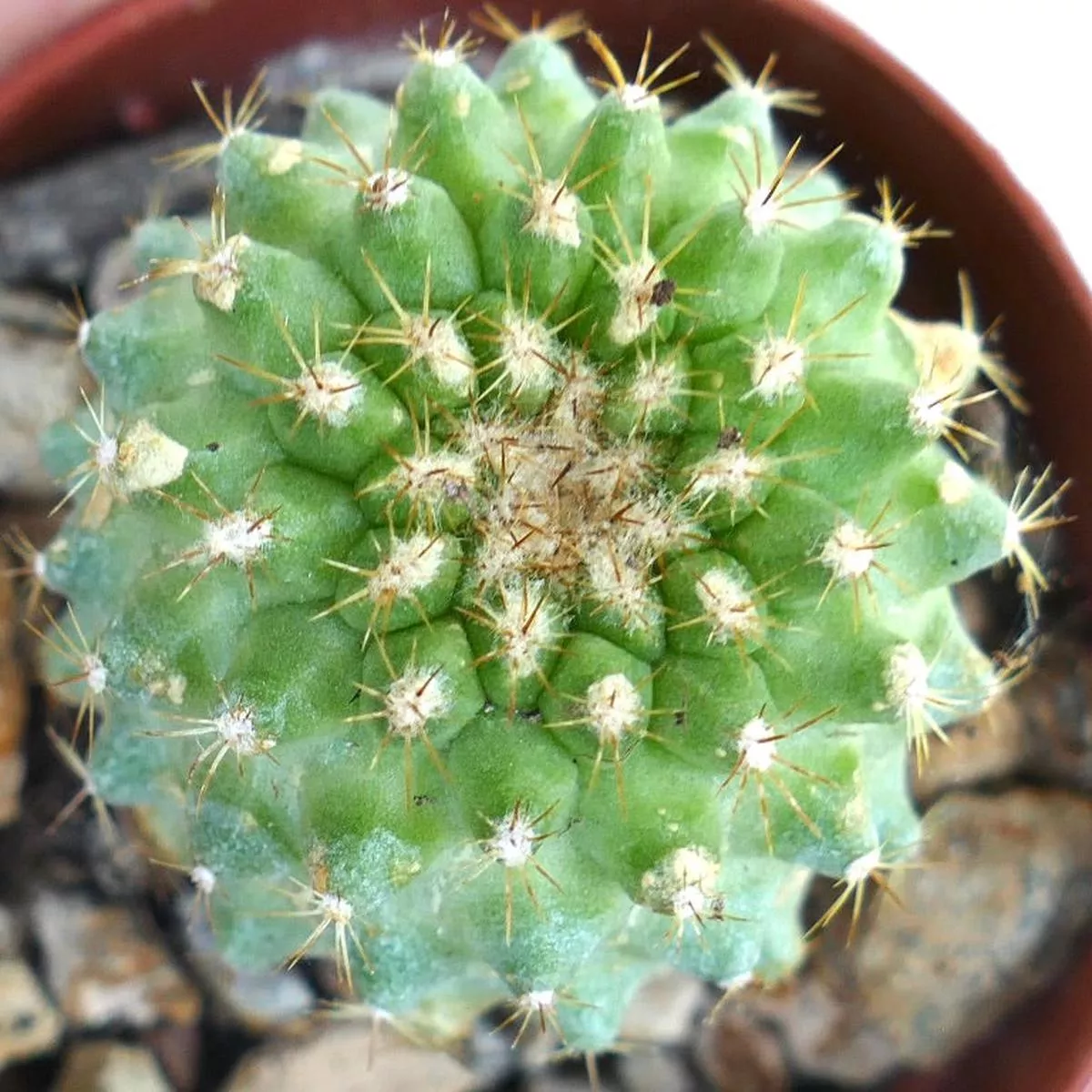 Copiapoa serpentisulcata H3ZG
