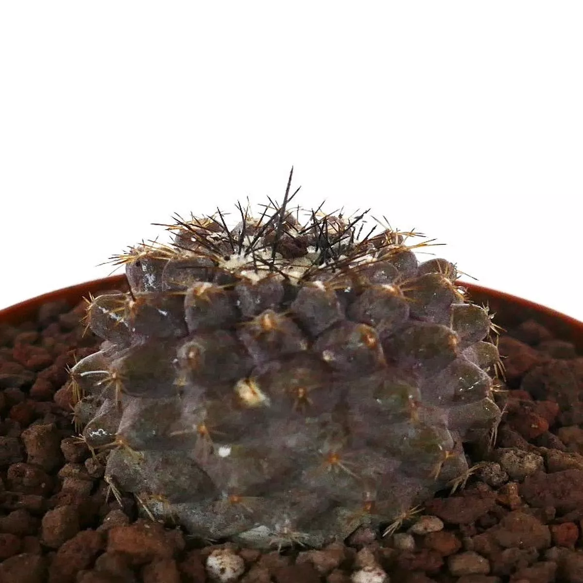Copiapoa serpentisulcata KIKKO x hypogaea