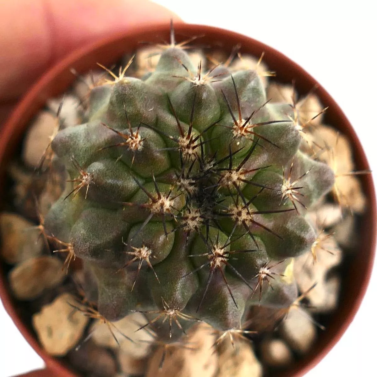 Copiapoa serpentisulcata MN7