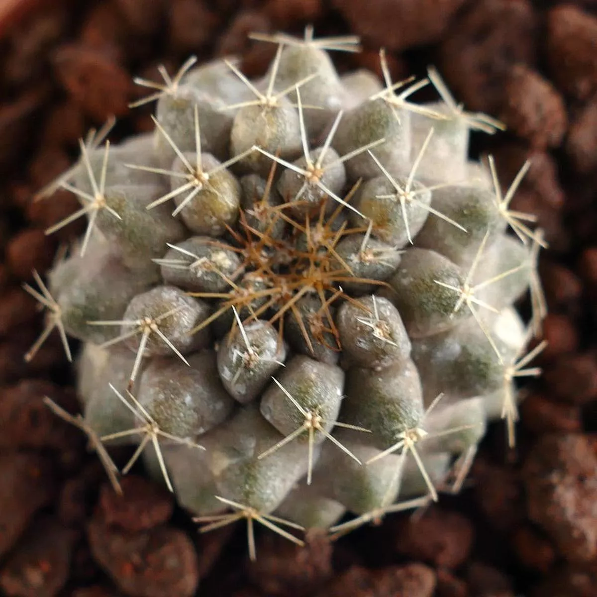 Copiapoa serpentisulcata SEEDLING