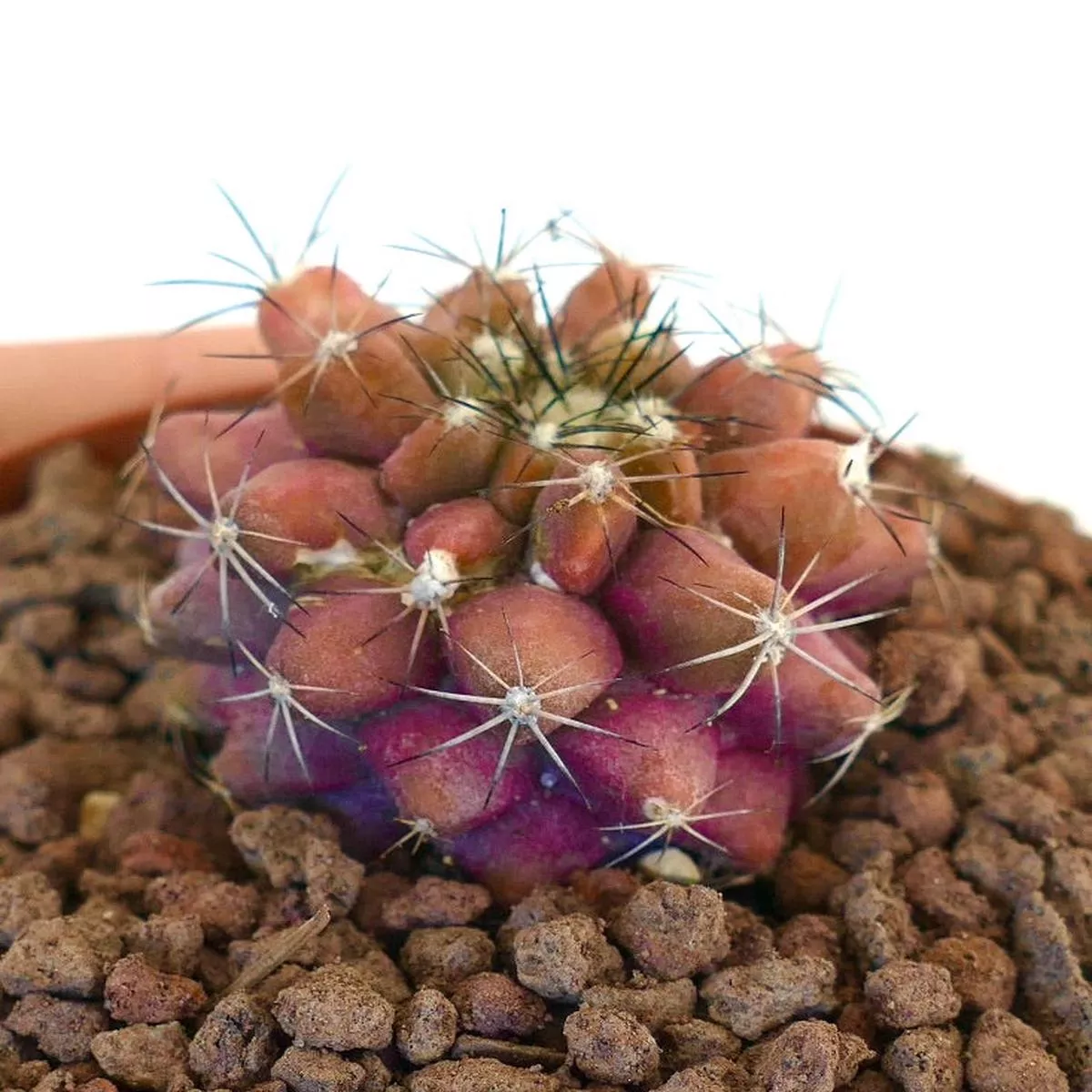 copiapoa serpentisulcata X Copiapoa cinerea KIKKO RED