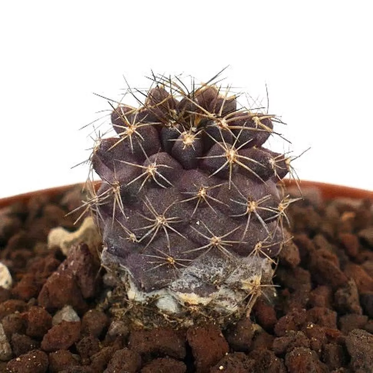 Copiapoa serpentisulcata x copiapoa goldii 2005