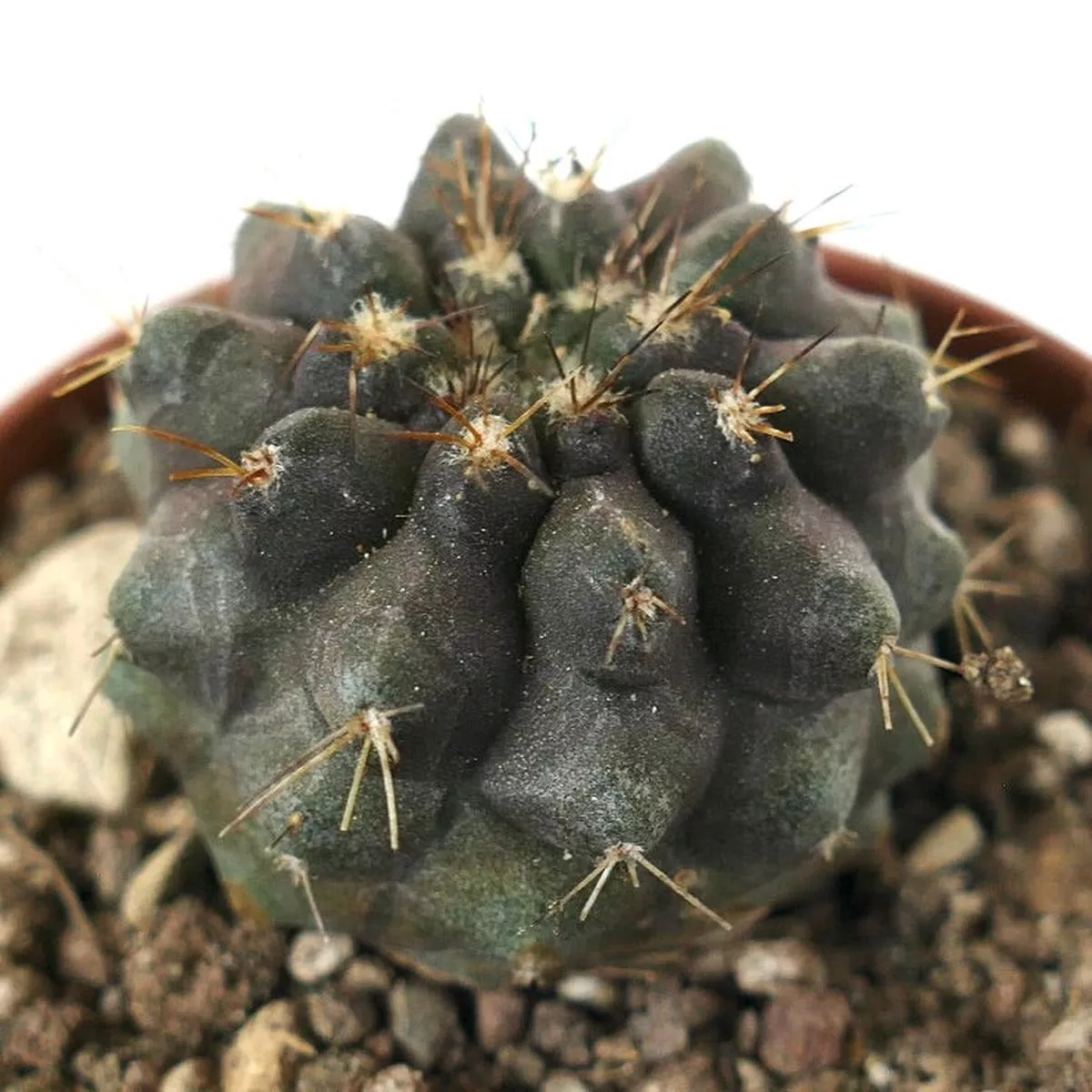 Copiapoa serpentisulcata x goldii