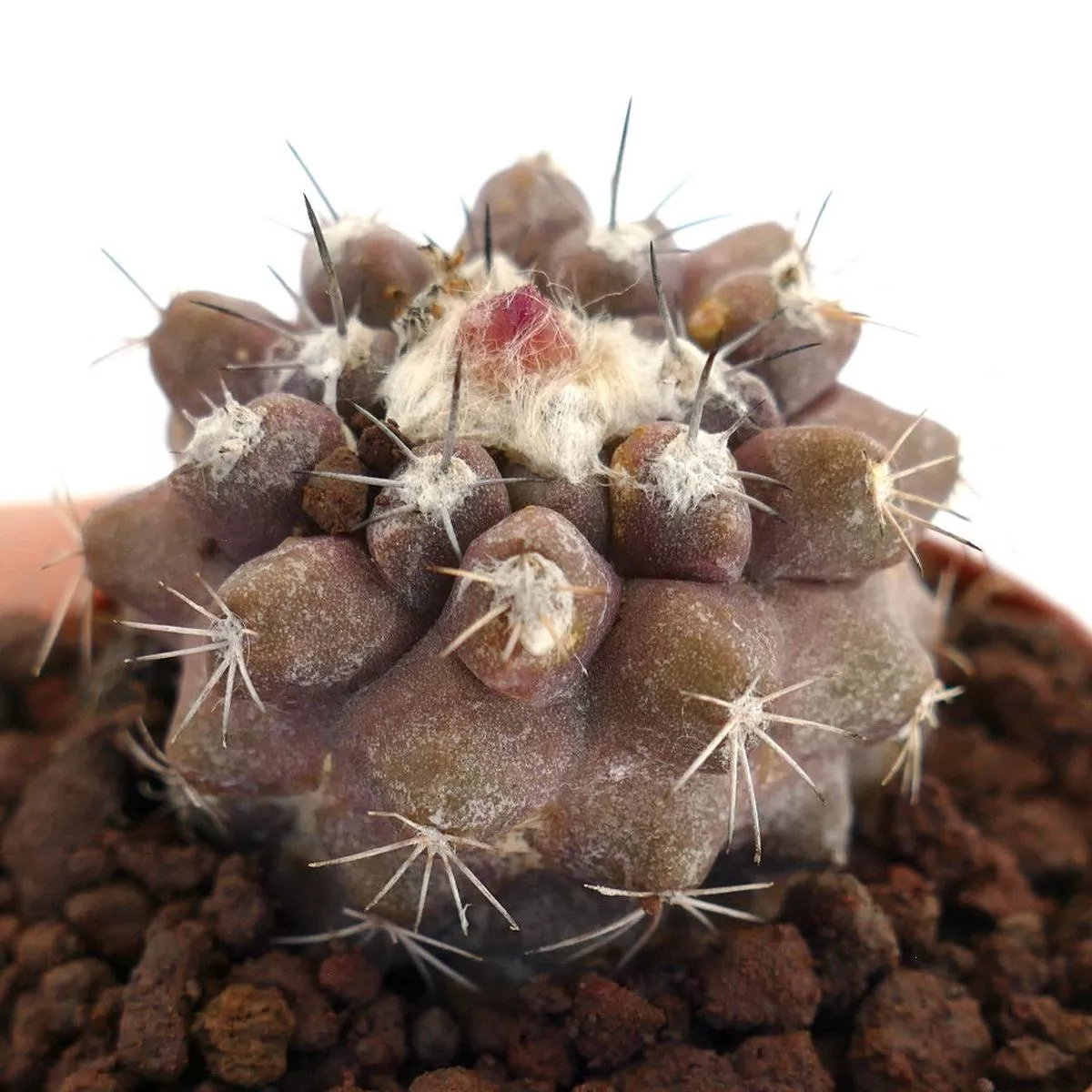 Copiapoa serpentisulcata x hypogaea