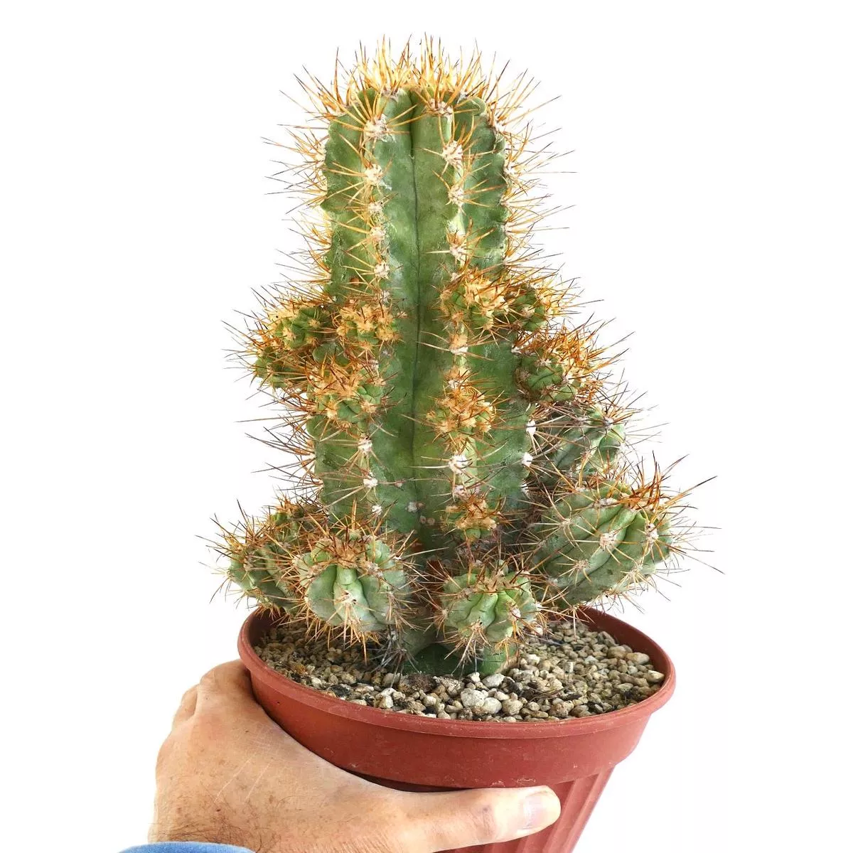 Copiapoa solaris 23 HEADS GRAFTED