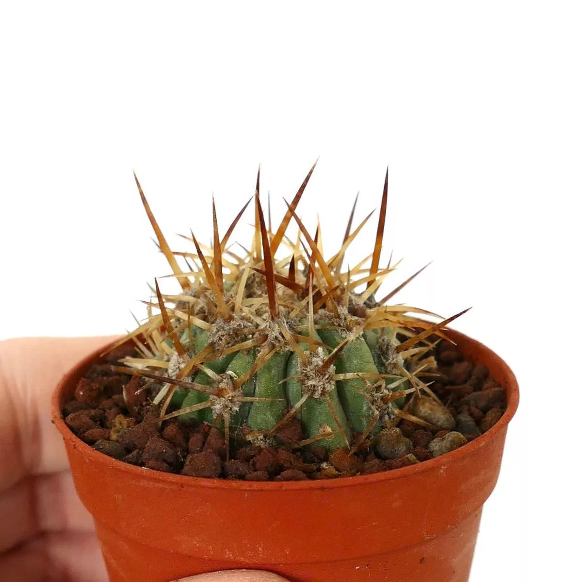 Copiapoa solaris DEGRAFTED 7020