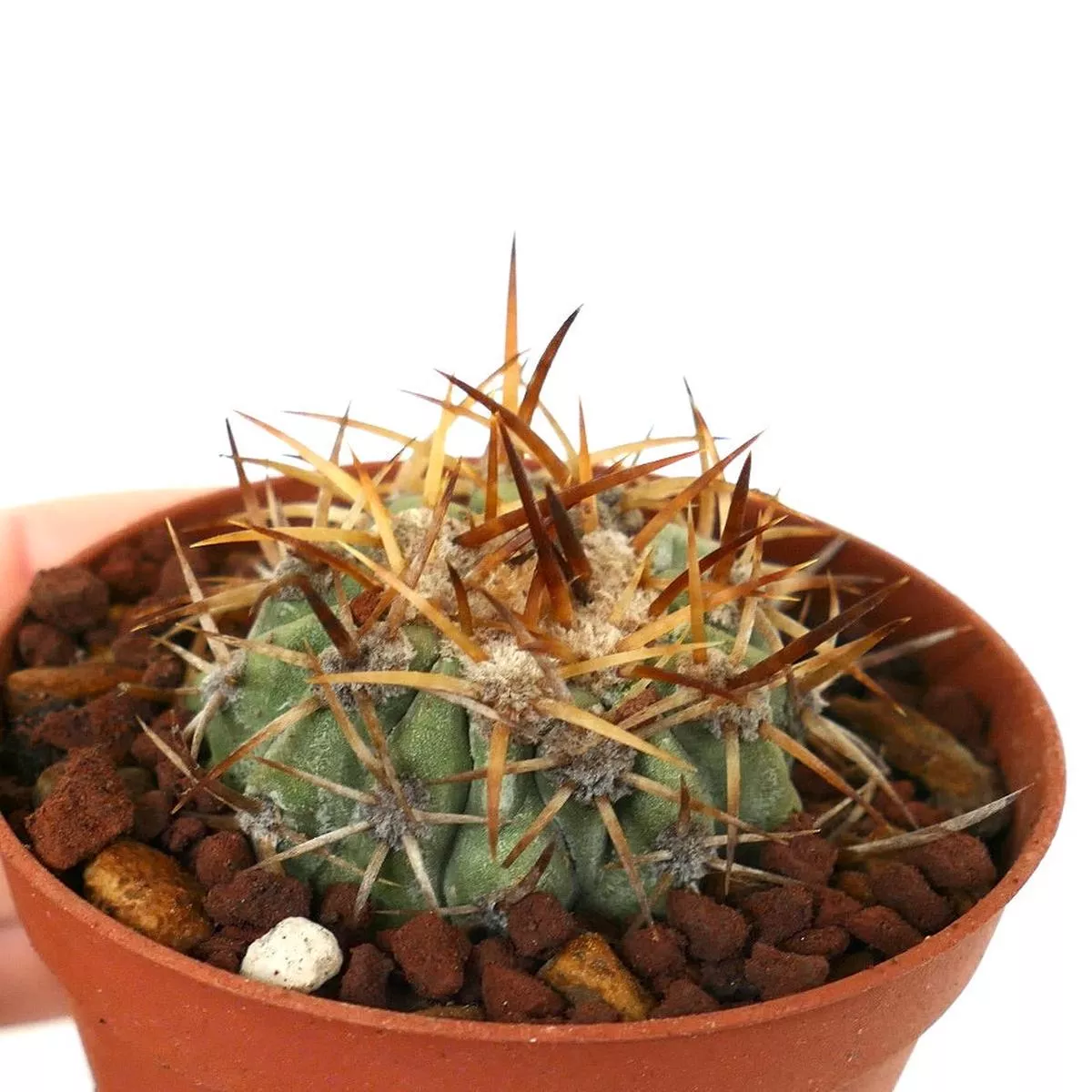Copiapoa solaris DEGRAFTED MP61