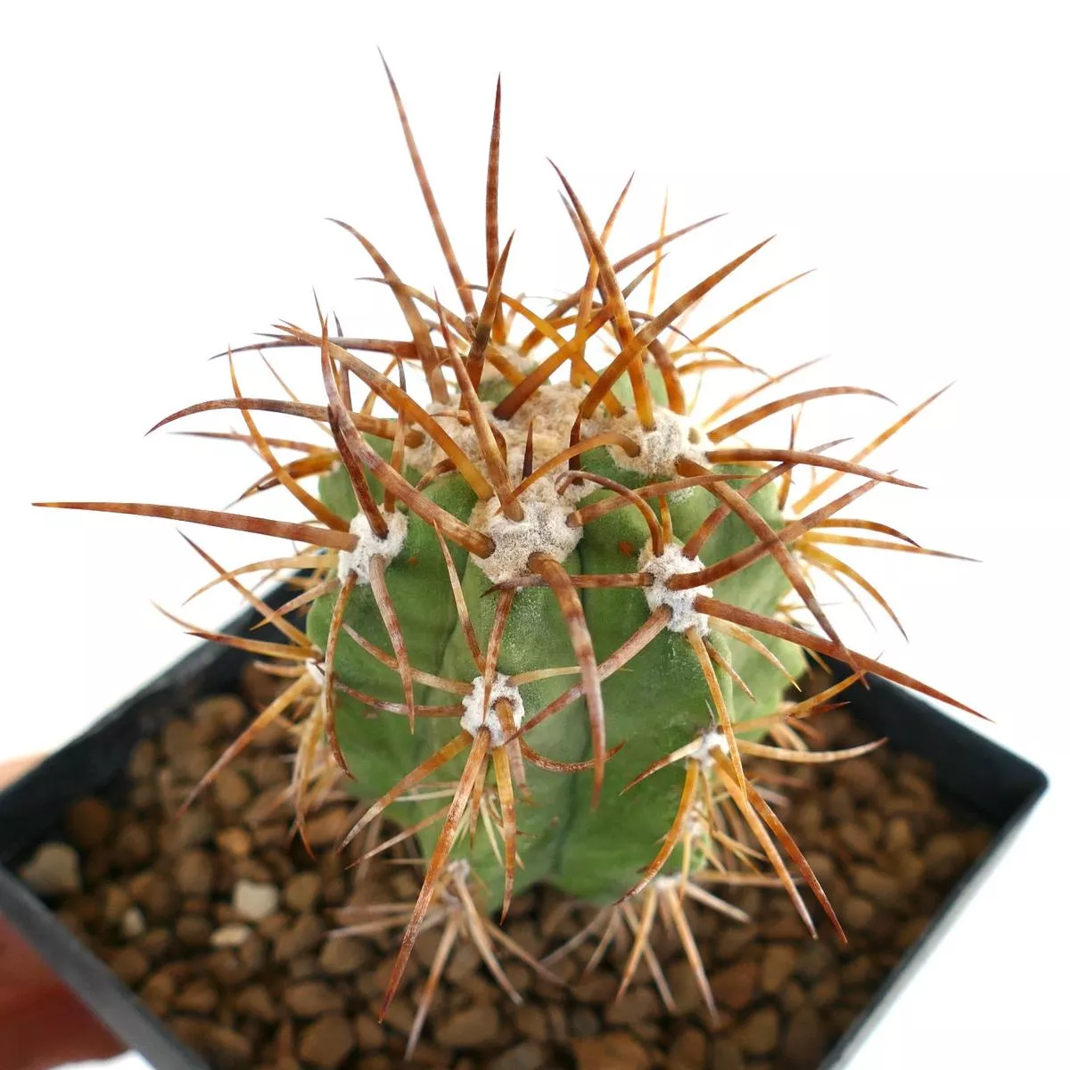 Copiapoa solaris (grafted) 88X