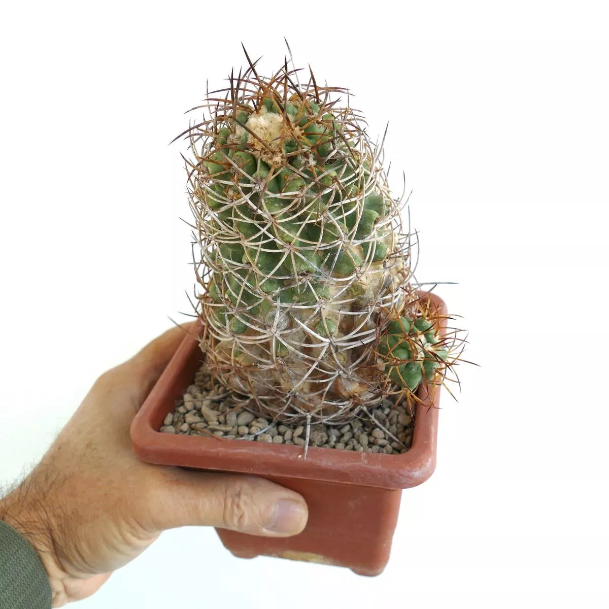 Copiapoa solaris GRAFTED OLD SPECIMENT BB8