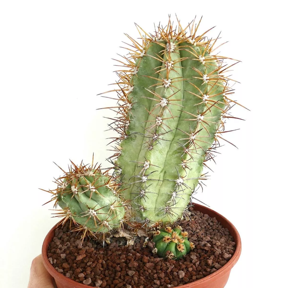 Copiapoa solaris GRAFTED