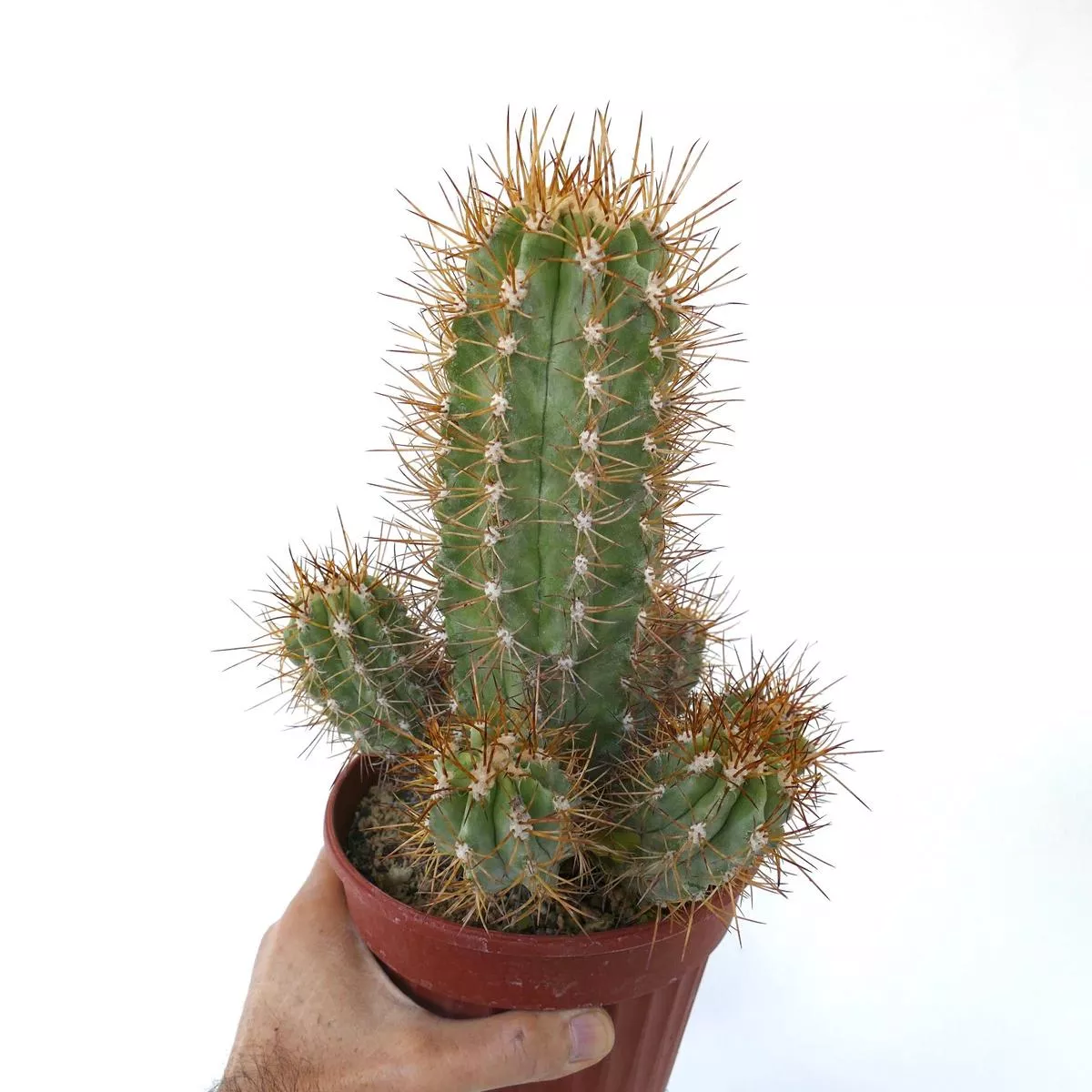 Copiapoa solaris OLD CLUSTER GRAFTED