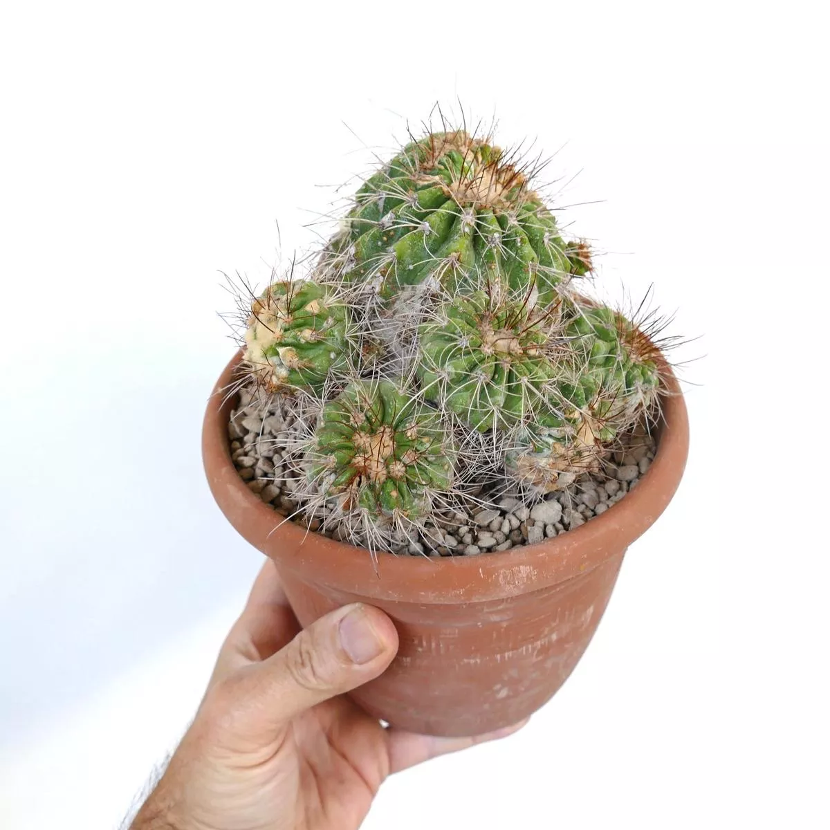 Copiapoa superba CLUSTER (grafted) C188