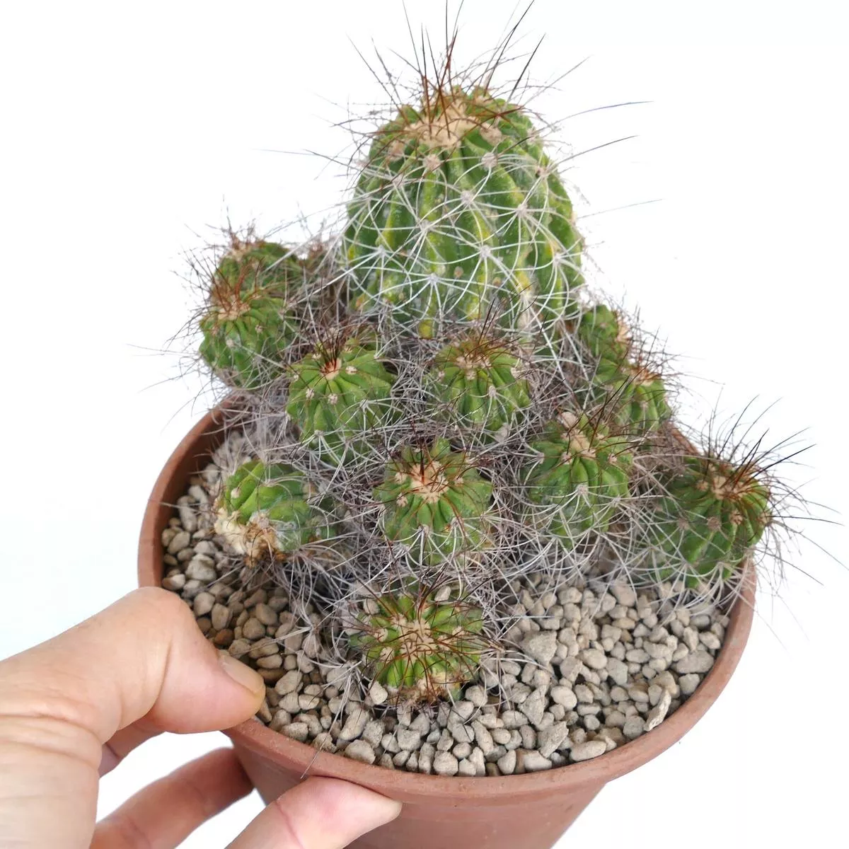 Copiapoa superba CLUSTER (grafted)