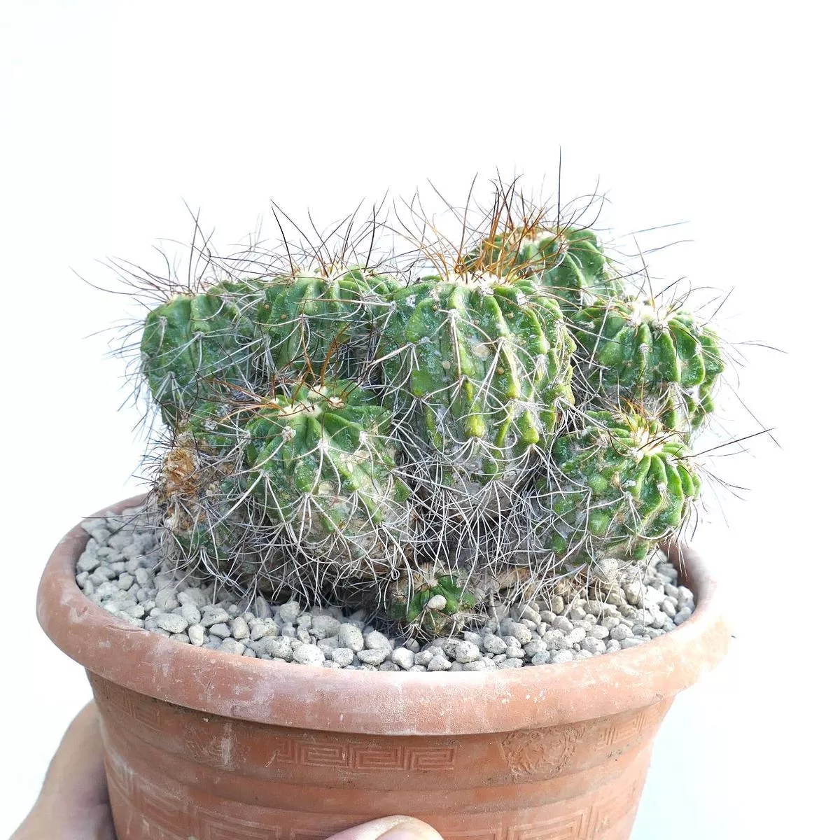 Copiapoa superba CLUSTER MULTIHEADS (GRAFTED)