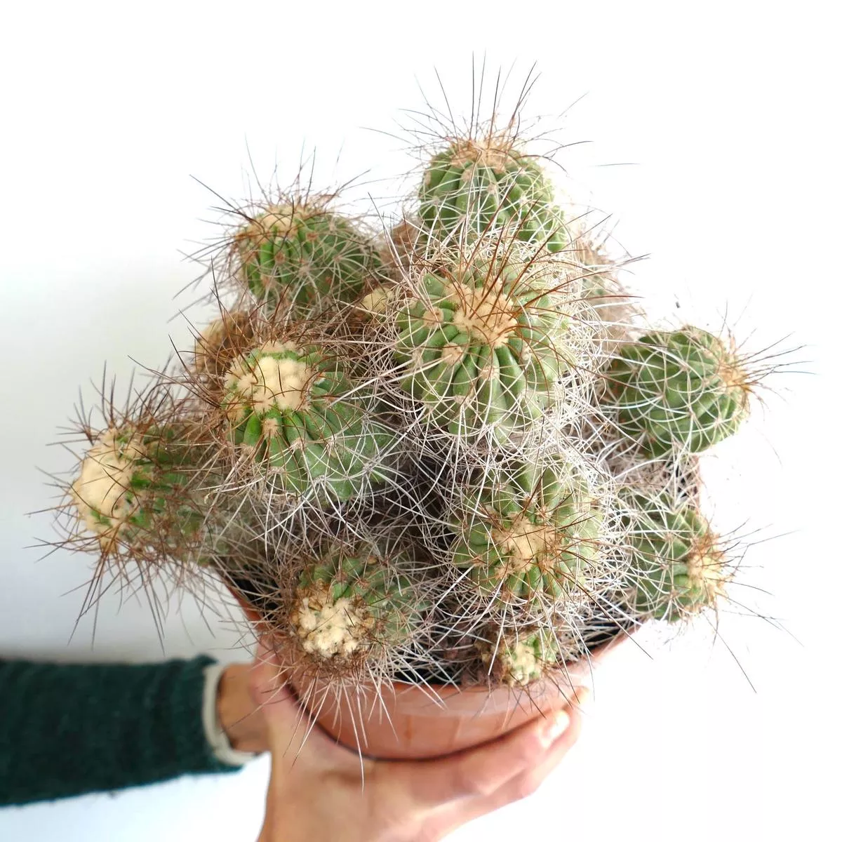 Copiapoa superba CLUSTER WITH 14 HEADS GRAFTED