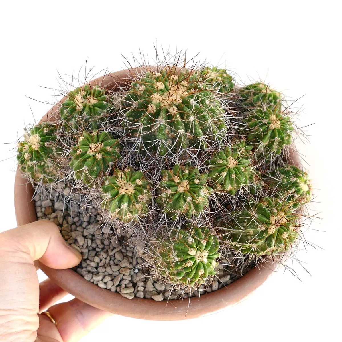 Copiapoa superba MULTIHEADS OLD CLUSTER (GRAFTED)