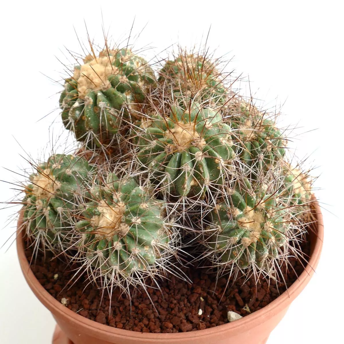Copiapoa superba OLD CLUSTER GRAFTED