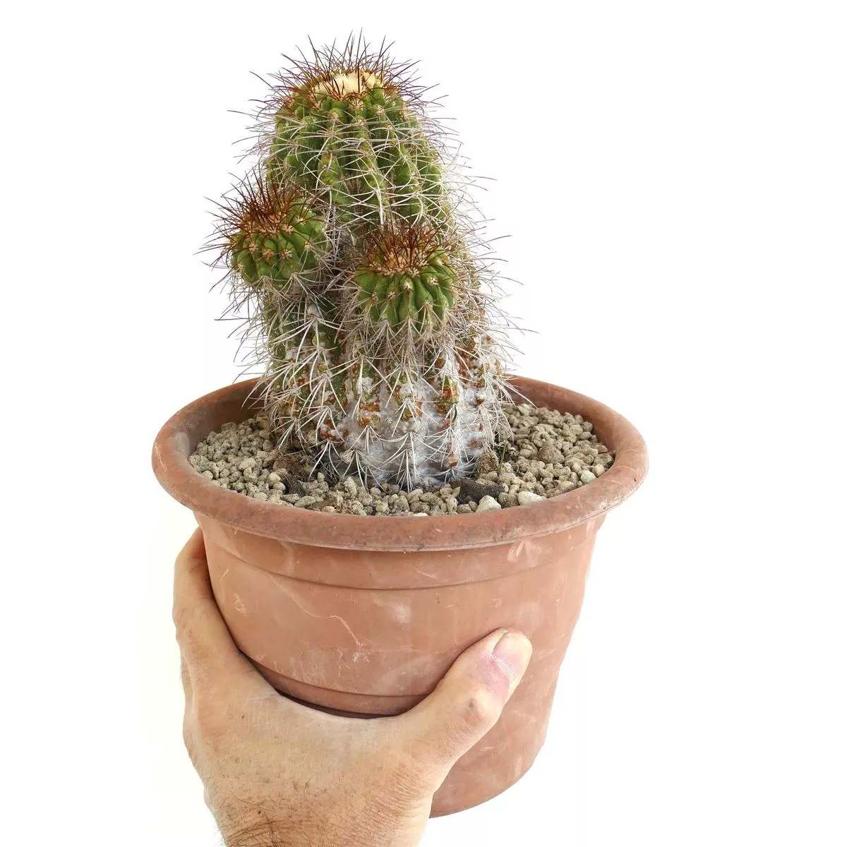 Copiapoa superba OLD GRAFTED WITH BRANCHES