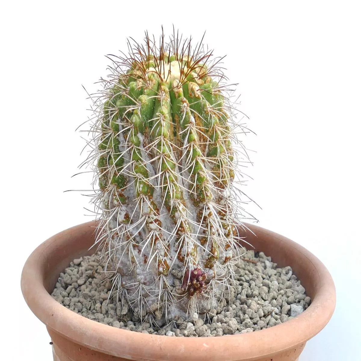 Copiapoa superba SINGLE HEAD (GRAFTED)