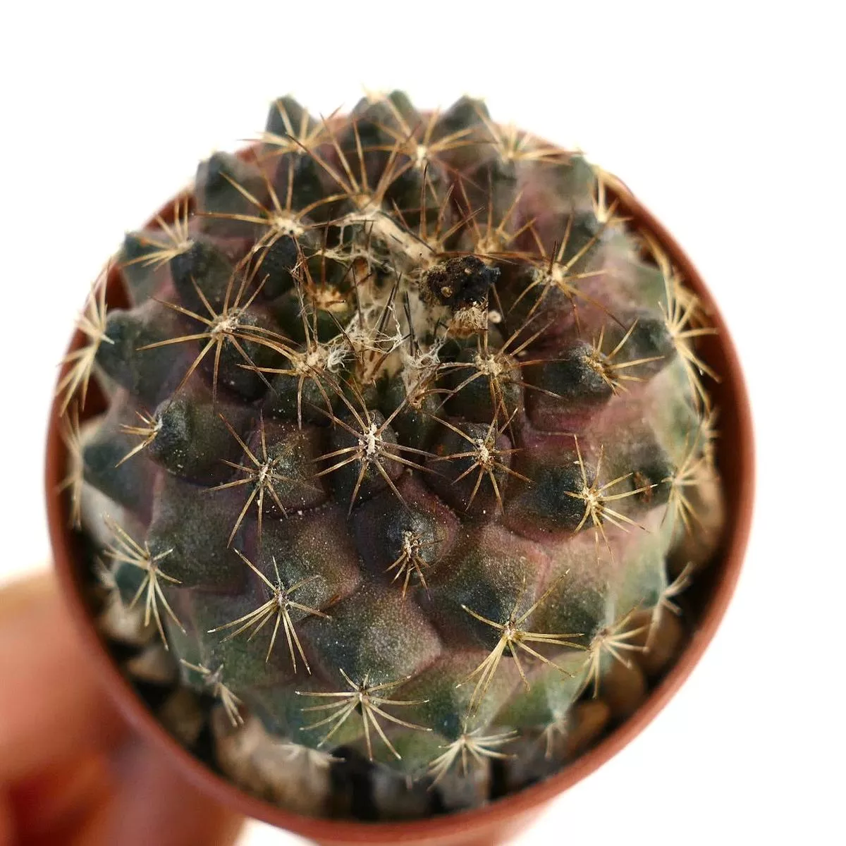 Copiapoa tenuissima 6MM1