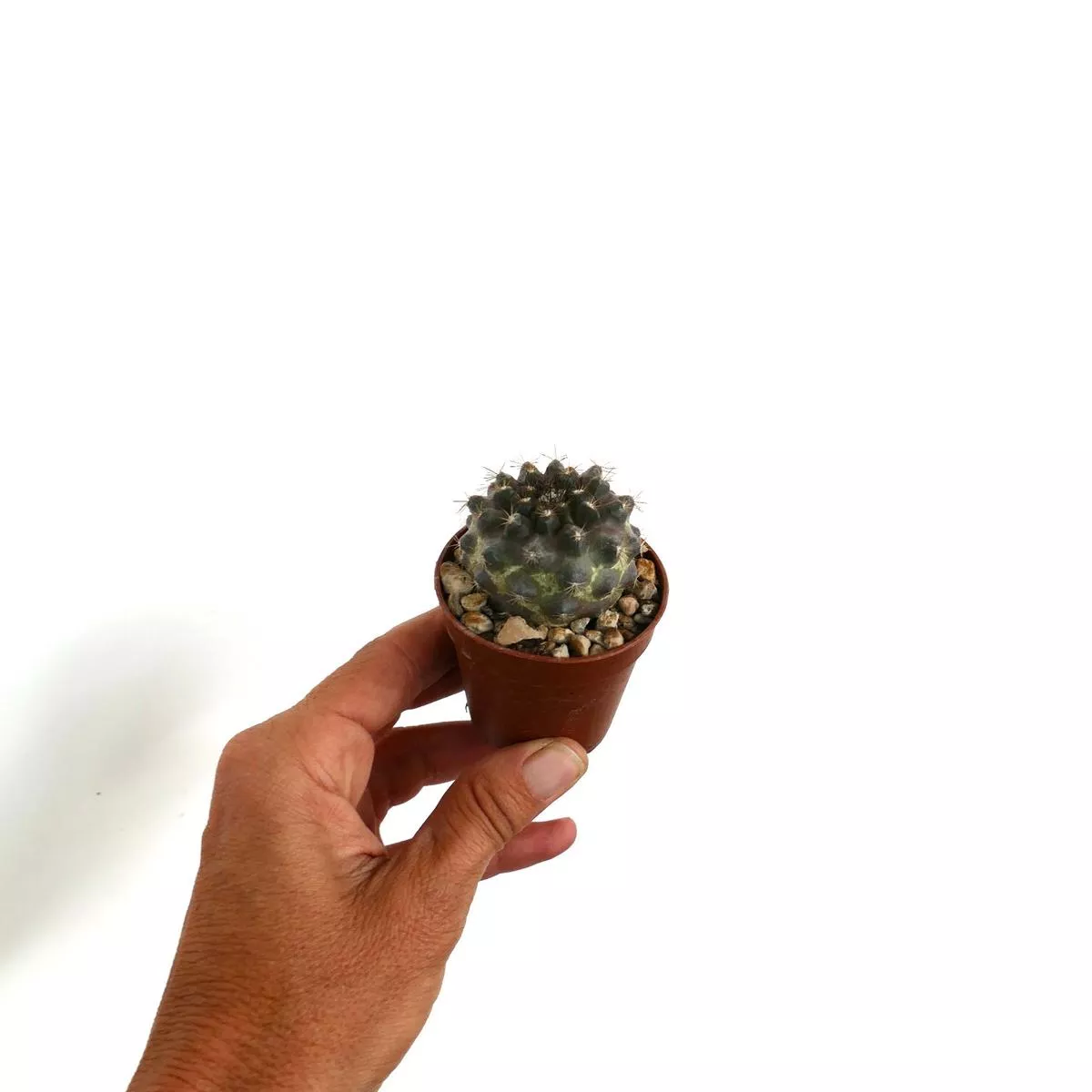 Copiapoa tenuissima A2