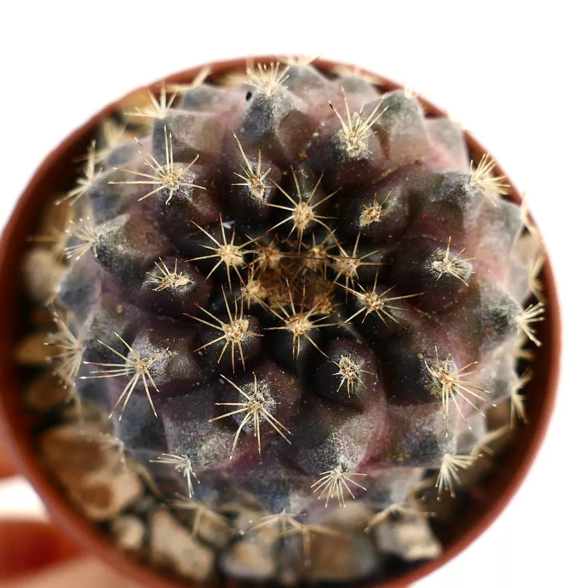 Copiapoa tenuissima DARK FORM COP8
