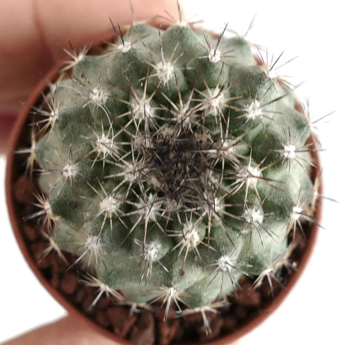 Copiapoa tenuissima FIS01
