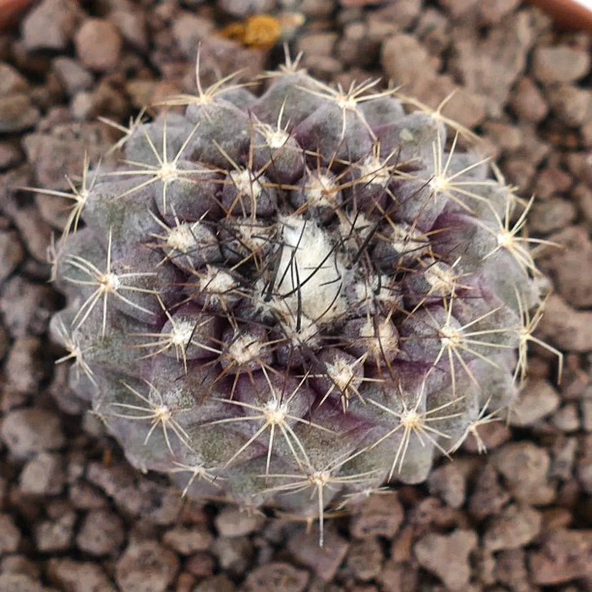 Copiapoa tenuissima GREY SELECTED