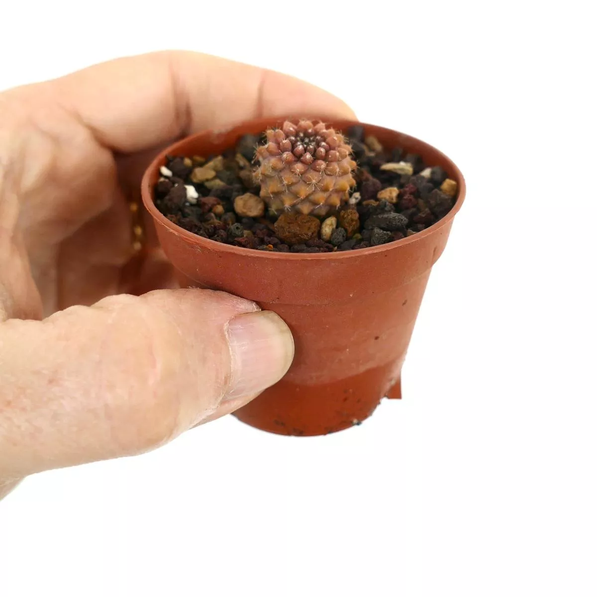 Copiapoa tenuissima RED-ORANGE