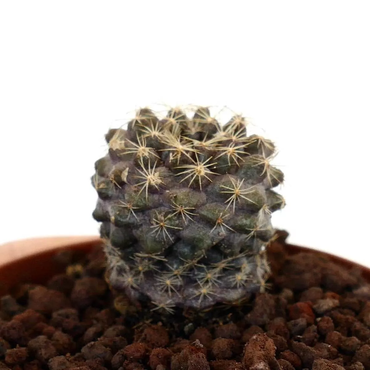 Copiapoa tenuissima (selected seedling)
