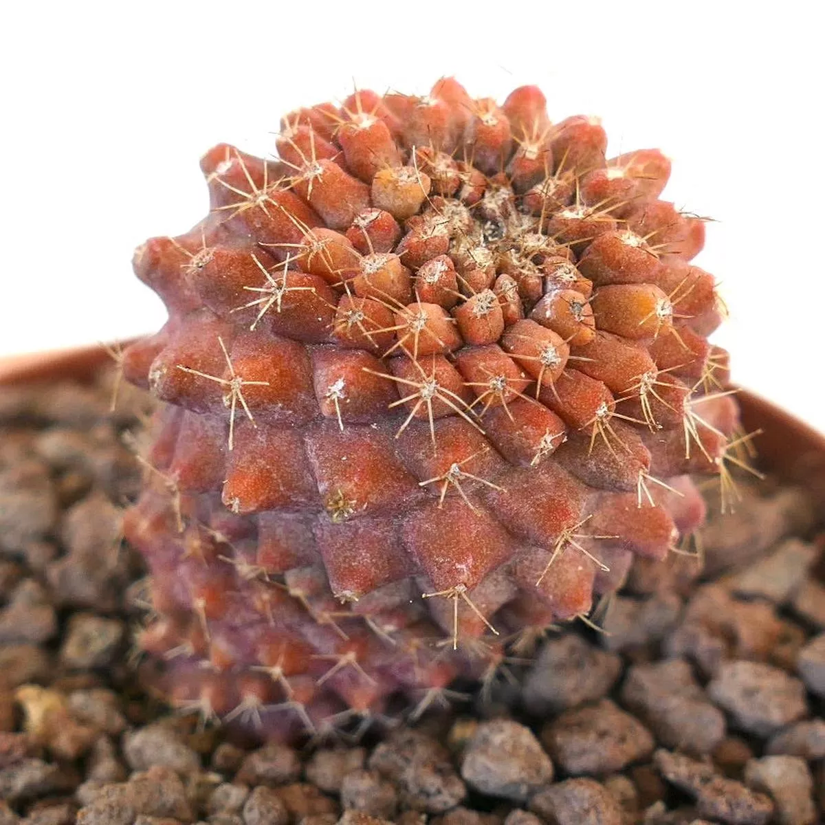 Copiapoa tenuissima VARIEGATED