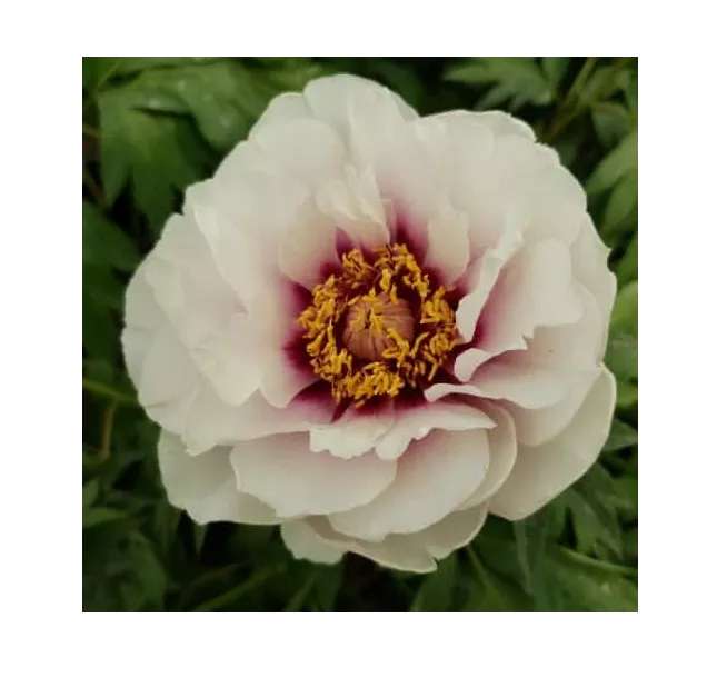 Cora Louise Itoh Peony