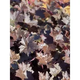 Coral Bells Blackout