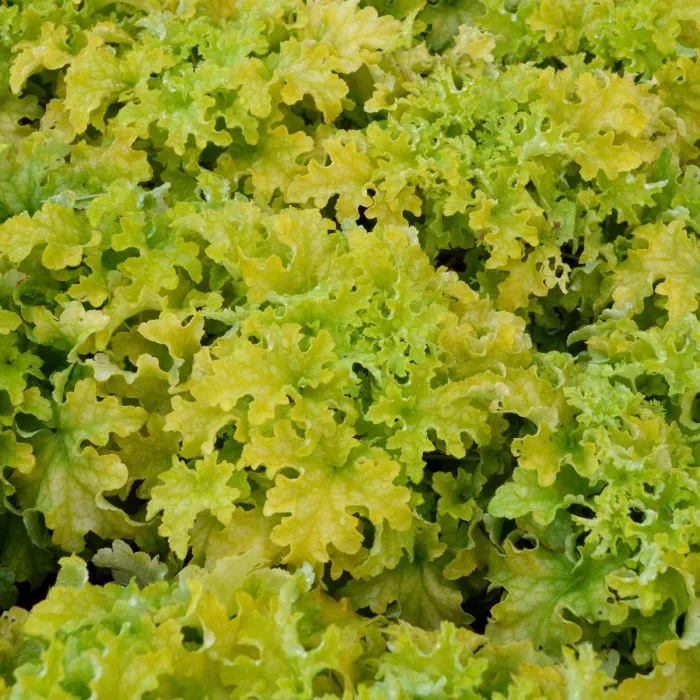 Coral Bells - Lime Ruffles